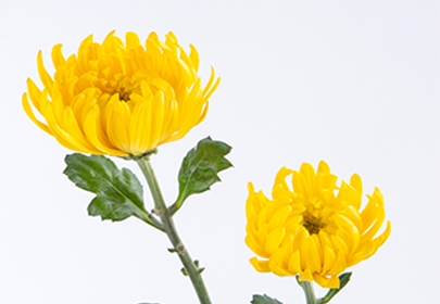 爱满重阳节 情暖员工心